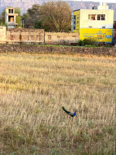 Others 4, The Vanashrya Ranthambore, Sawai Madhopur