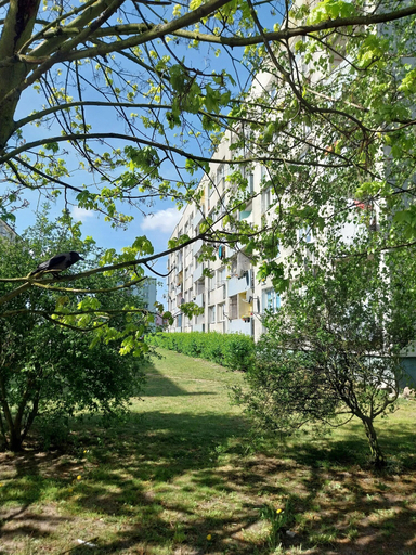 Primary image