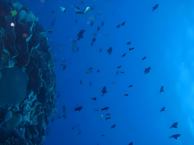 Others 3, Hoga Dive Inn, Wakatobi