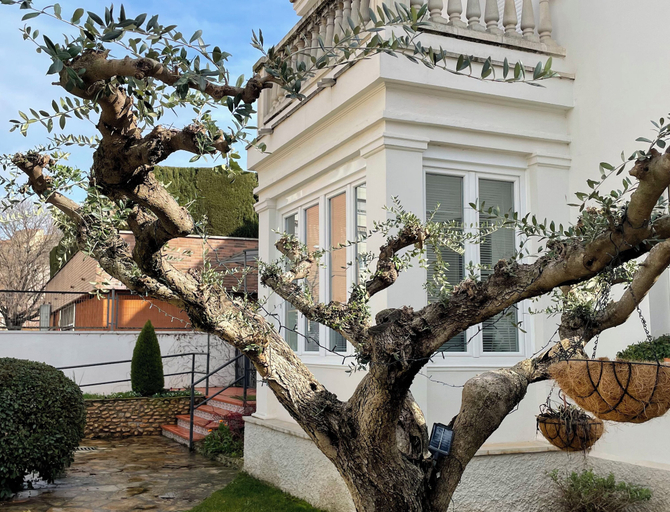 Exterior & Views 2, El jardí de l'avet, Lleida