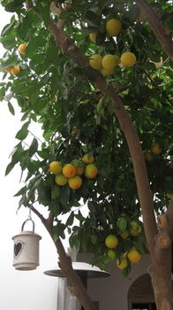 Others 3, Riad Les Orangers d'Alilia, Marrakech