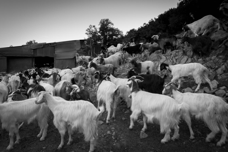 Others