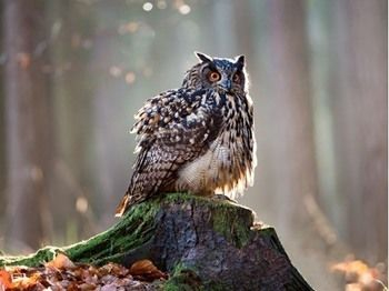 Others 3, 8 Owls B&B, Somerset