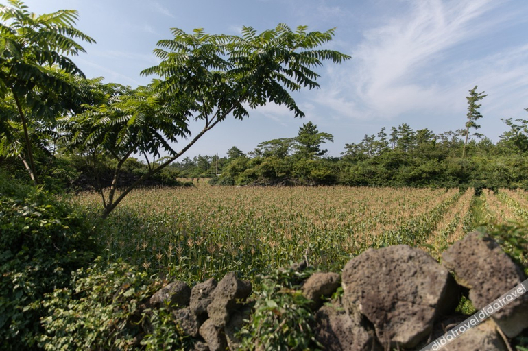 Others 5, Jeju Healing Park, Jeju