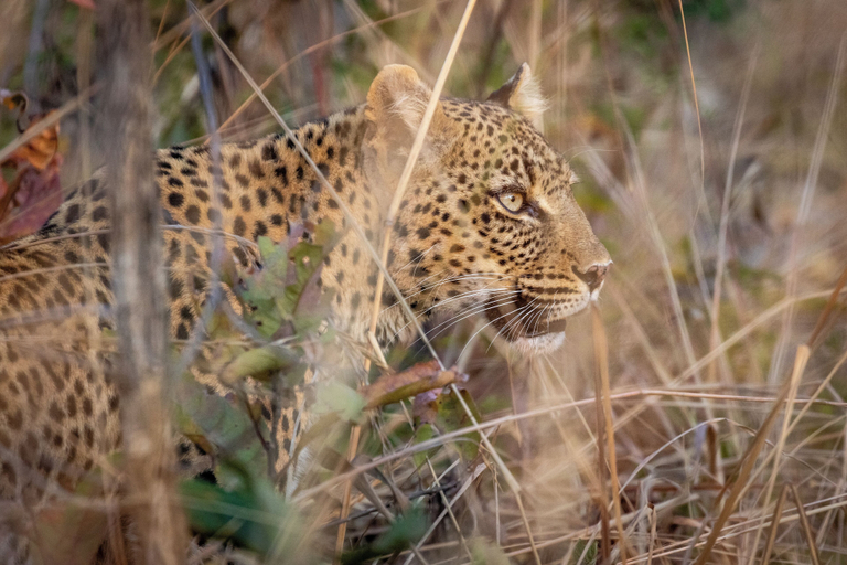 Game drive 4, Anantara Tented Camp Kafue River