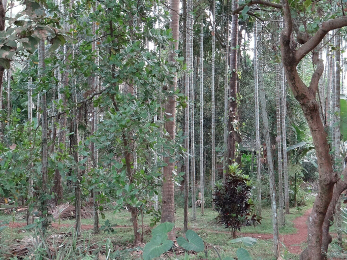 Others 3, Dudhsagar Plantation, South Goa
