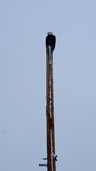 Property Grounds 2, Totem Hotel and Suites, Valdez-Cordova