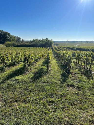 Miscellaneous, Gite du pin, Gironde