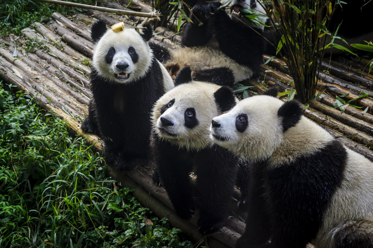 Others 4, ジンジャン イン(), Chengdu