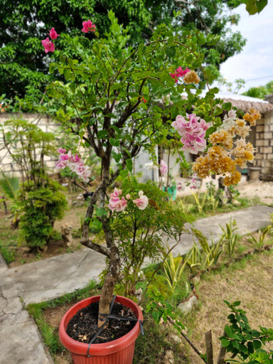 Others 4, The Layar Homestay II, Klungkung