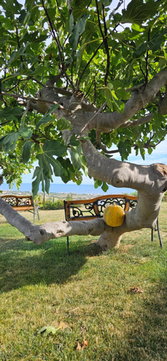 Others 4, Il Trebbiatore, Pesaro E Urbino