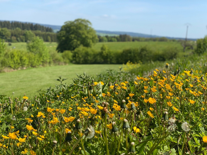 View from property 4, Luxury Villa with Garden & Zipline, Luxembourg