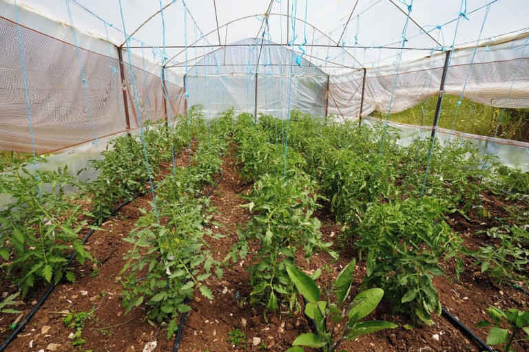 Others 2, Agroturizem Dr Bizhga, Gjirokastrës