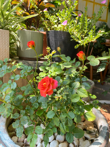 5, Bee Homestay Phan Thiết, Phan Thiết