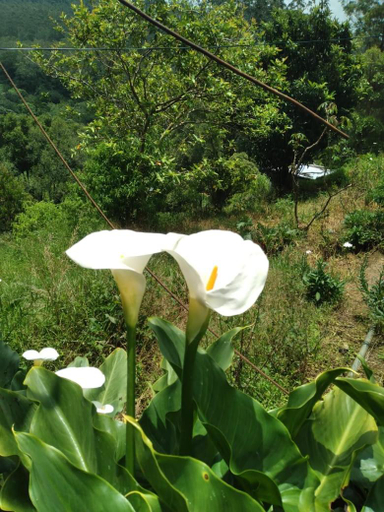 Others 2, Horton Mountain, Welimada
