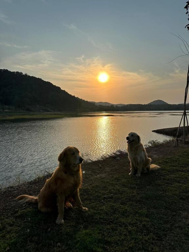 Pet-friendly, termfun camping, Klaeng