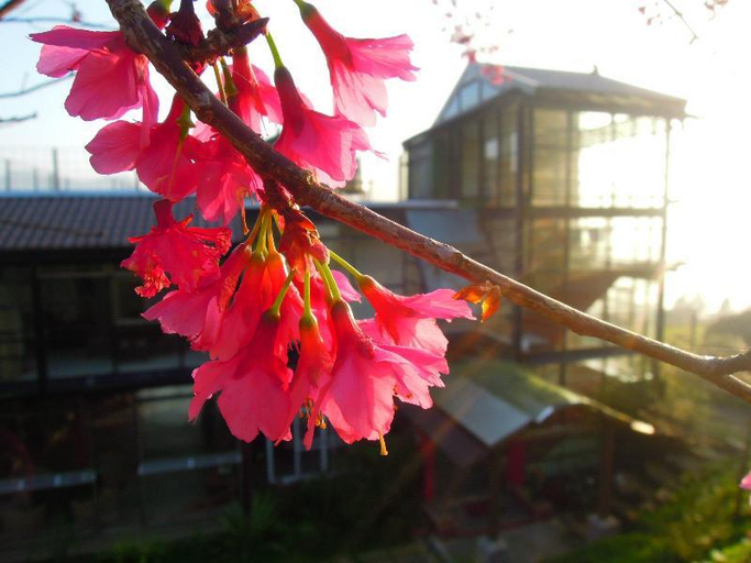 Exterior & Views 1, Dang Guei Homestay, Chiayi County