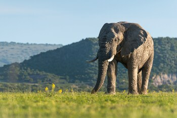 Others 5, Shamwari Riverdene, Cacadu