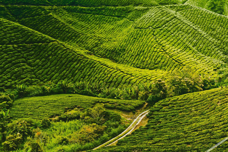 Others 5, Hotel Rasa Sayang 2, Cameron Highlands
