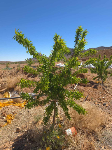 Miscellaneous 5, Olecactus, Errachidia