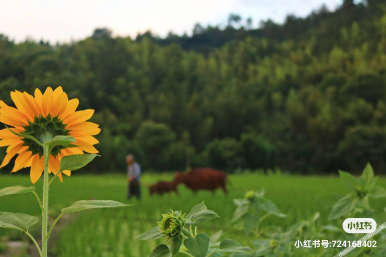 Others 5, Faraway Home Boutique Guesthouse, Shangrao