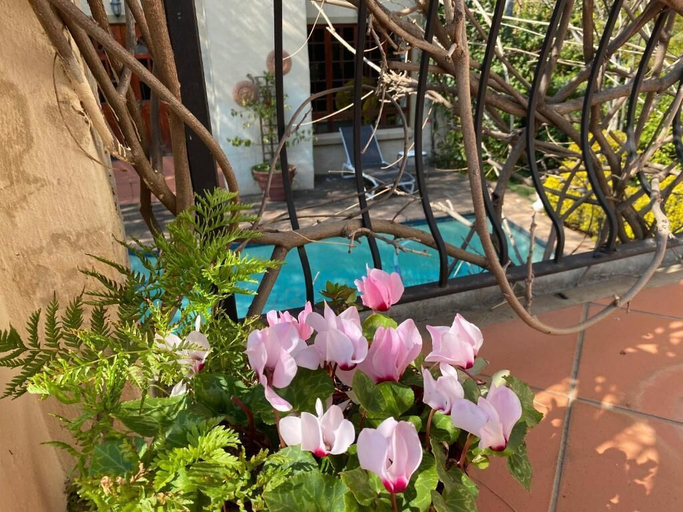 Others 3, Tuscan Rose, City of Johannesburg