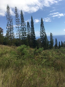 Others 2, Plumeria Grove Cottage, Hawaii