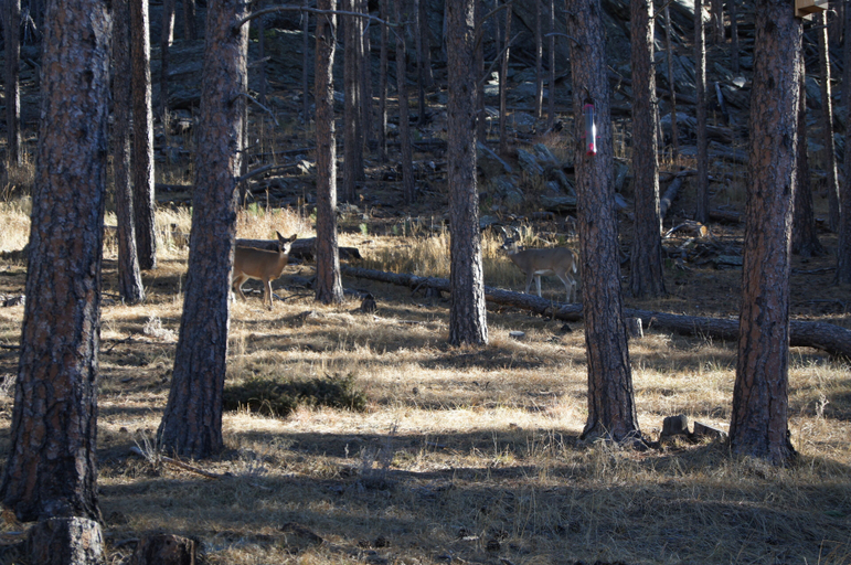 Others 2, Elk Haven Vacation Cabins, Custer