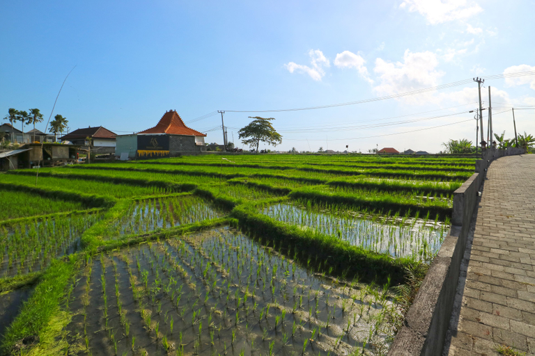 Others 4, Pererenan Nengah Guesthouse, Badung