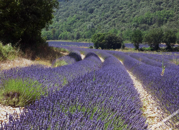 Others 5, Les Hauts de Greoux, Alpes-de-Haute-Provence