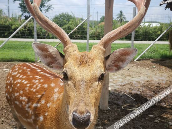 Others 5, Lanna Deer Chiang Mai, Hang Dong