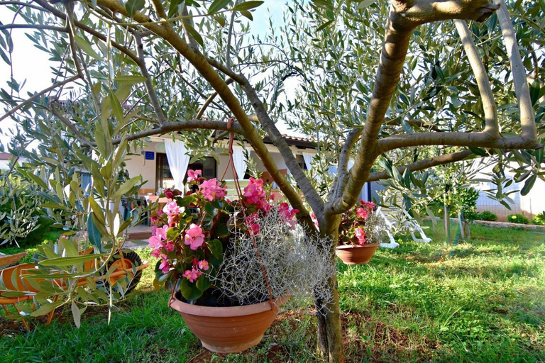 Garden, Garden apartment in Umag, Umag