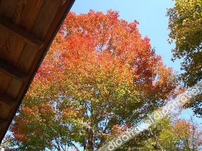 Others 3, Yoshimatsu, Hakone
