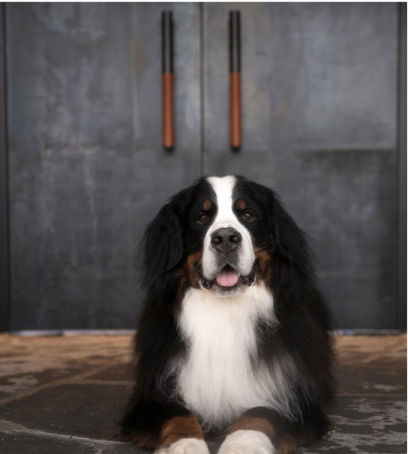 Pet-friendly, LARCH HOUSE, Flathead