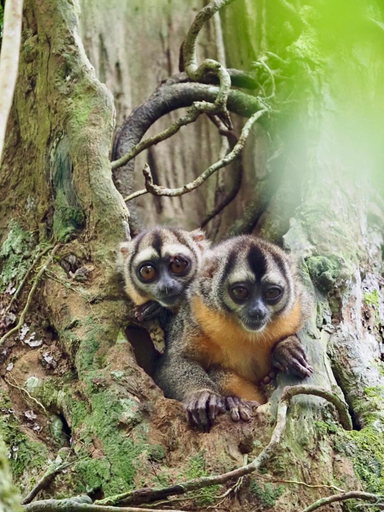 Others 4, Flor de la selva, Puerto Nariño