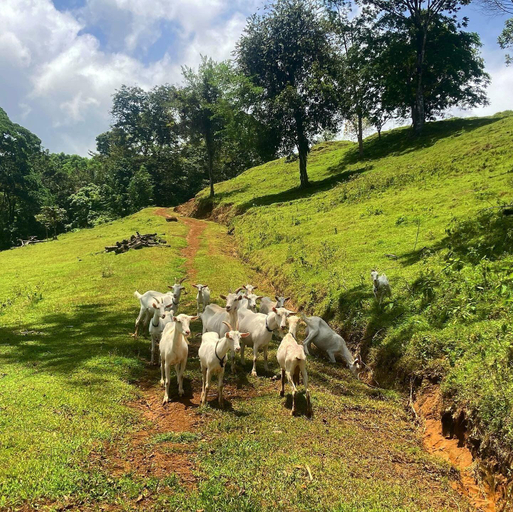 2, La Finca Azul, Sarapiquí
