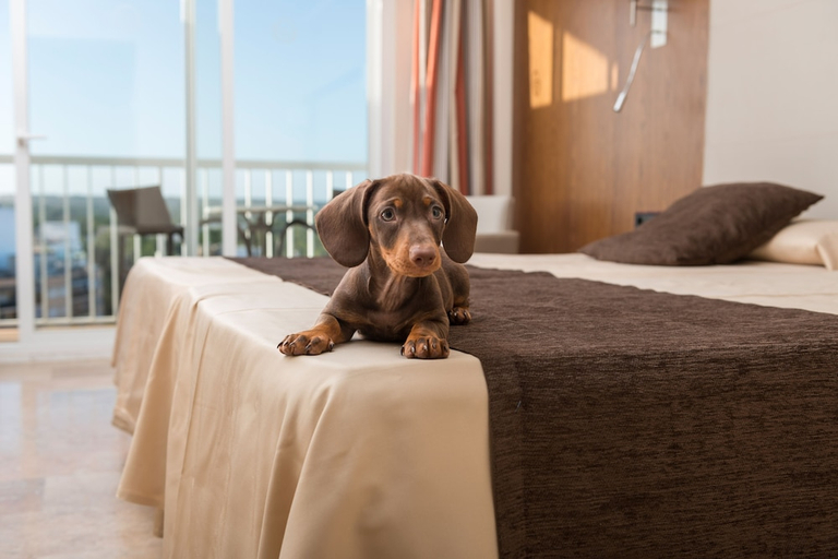 Others 5, Hotel Torre Azul & Spa - Adults Only, Baleares