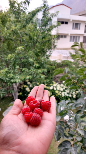 Food & Drinks 3, Ilyasin Guest House, Northern Areas
