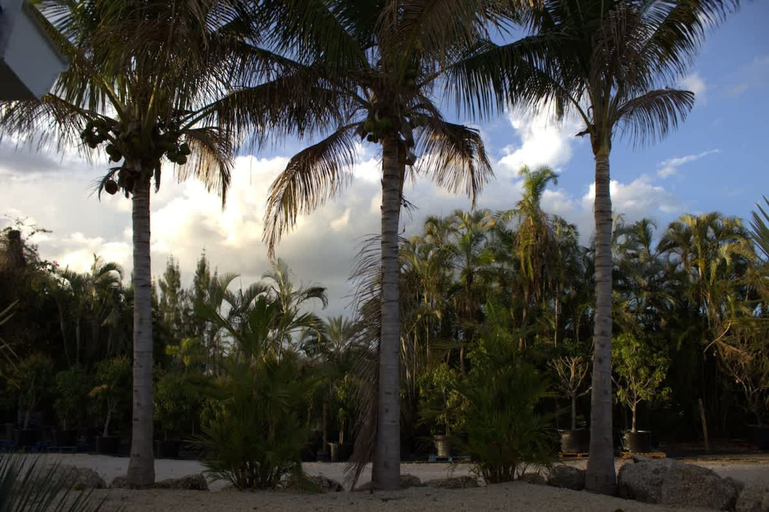 Room 3, Tropical Mango Grove Stay Whiskey Creek Area, Lee