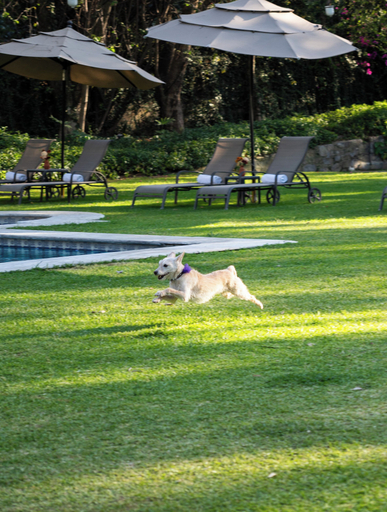 Garden, Hacienda La Escoba, Zapopan