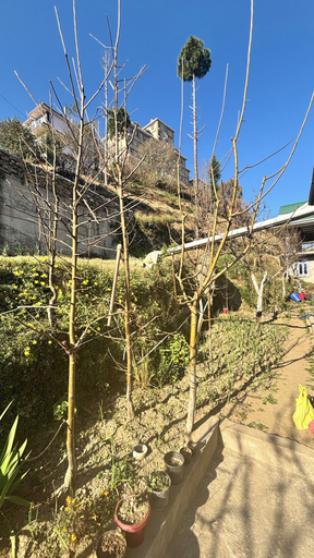 Property grounds 3, Sunrise View Farm-stay Narkanda, Shimla