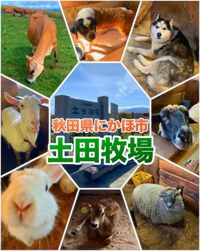 Others 3, Hotel DOLPHIA, Daisen