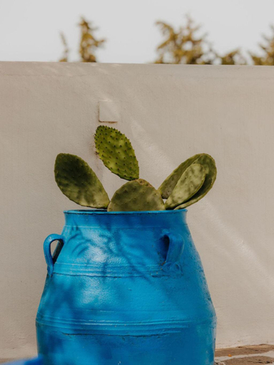 Food & Drinks 4, Adelfia Studios, South Aegean