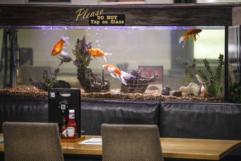 Food & Drinks 4, Federal Hotel, Mount Gambier