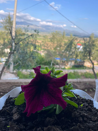 Others 5, Vokopola Villa, Sarandës