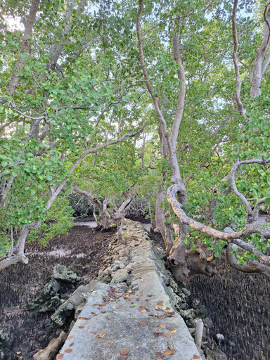 Others 4, Balcon: Your Cozy Camotes Island Escape, San Francisco