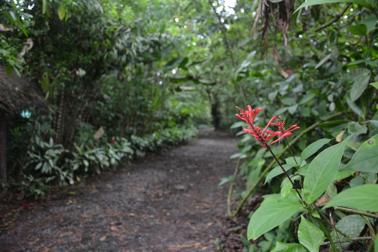 Others 4, Arenal Oasis, San Carlos