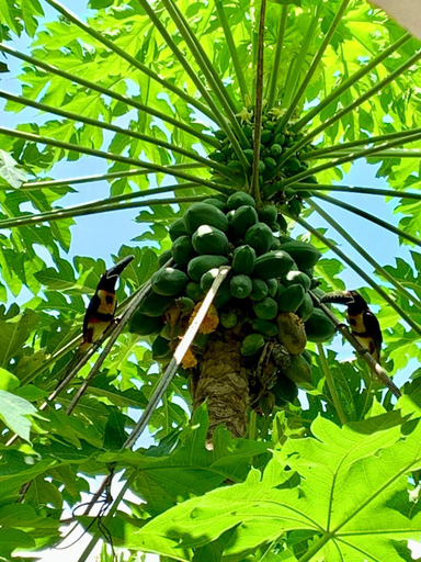 Others 4, Hostal Paraiso Tayrona Kogui, Santa Marta (Dist. Esp.)