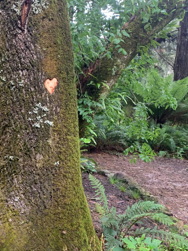 4, Cabin in the Forest, Cosy Couples retreat, Colac-Otway - South