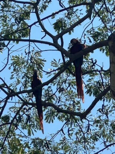 Miscellaneous 2, Macaw Paradise, Garabito
